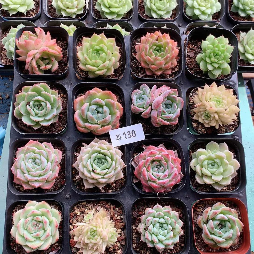 20-130一物一拍带盆16颗