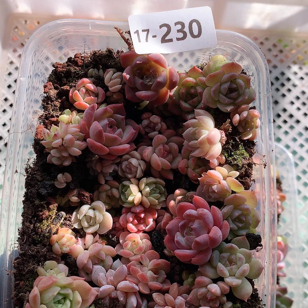 17-230一物一拍切糕