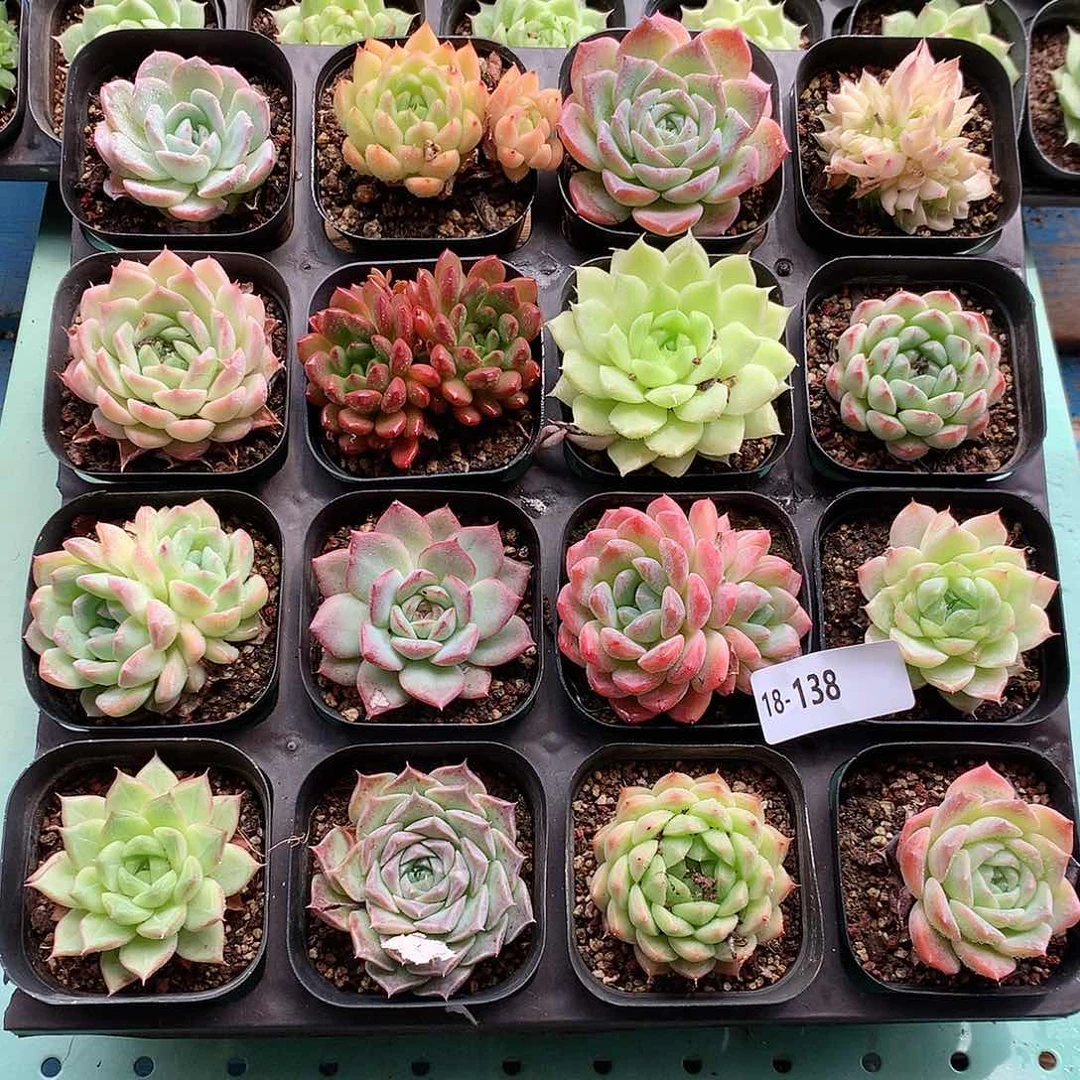 18-138一物一拍带盆16颗