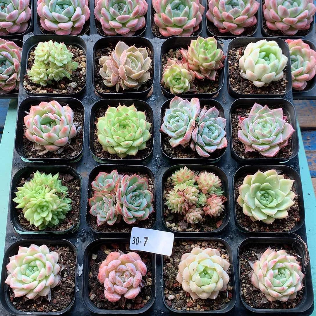 30-7一物一拍带盆16颗