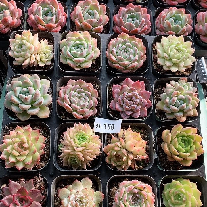 31-150一物一拍带盆16颗