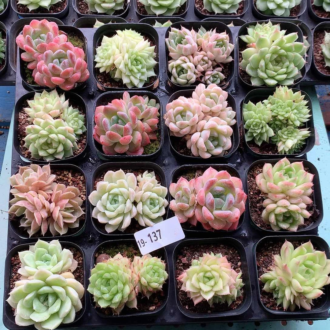 19-137一物一拍带盆16颗