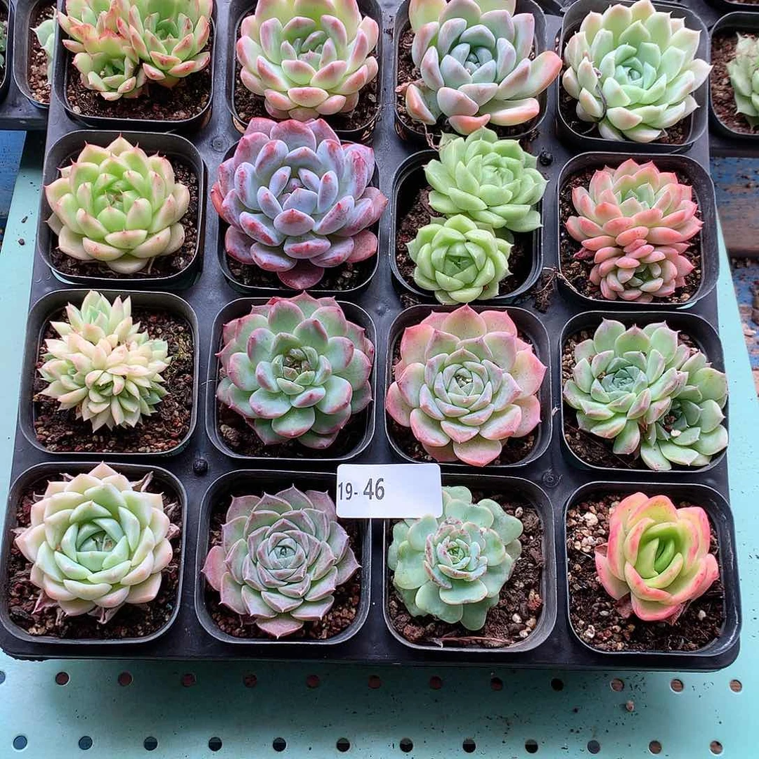 19-46一物一拍带盆16颗