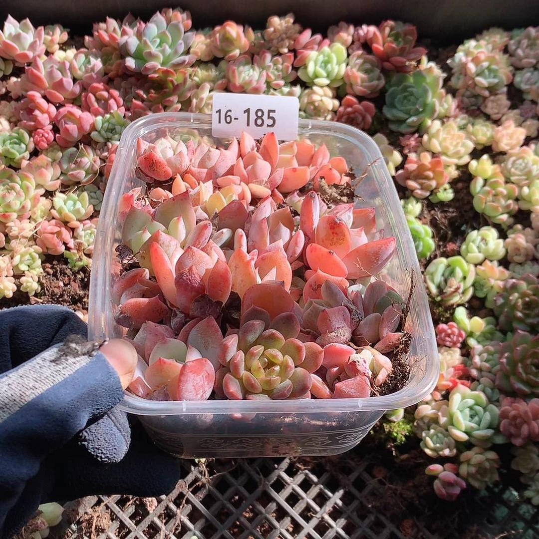 16-185一物一拍切糕