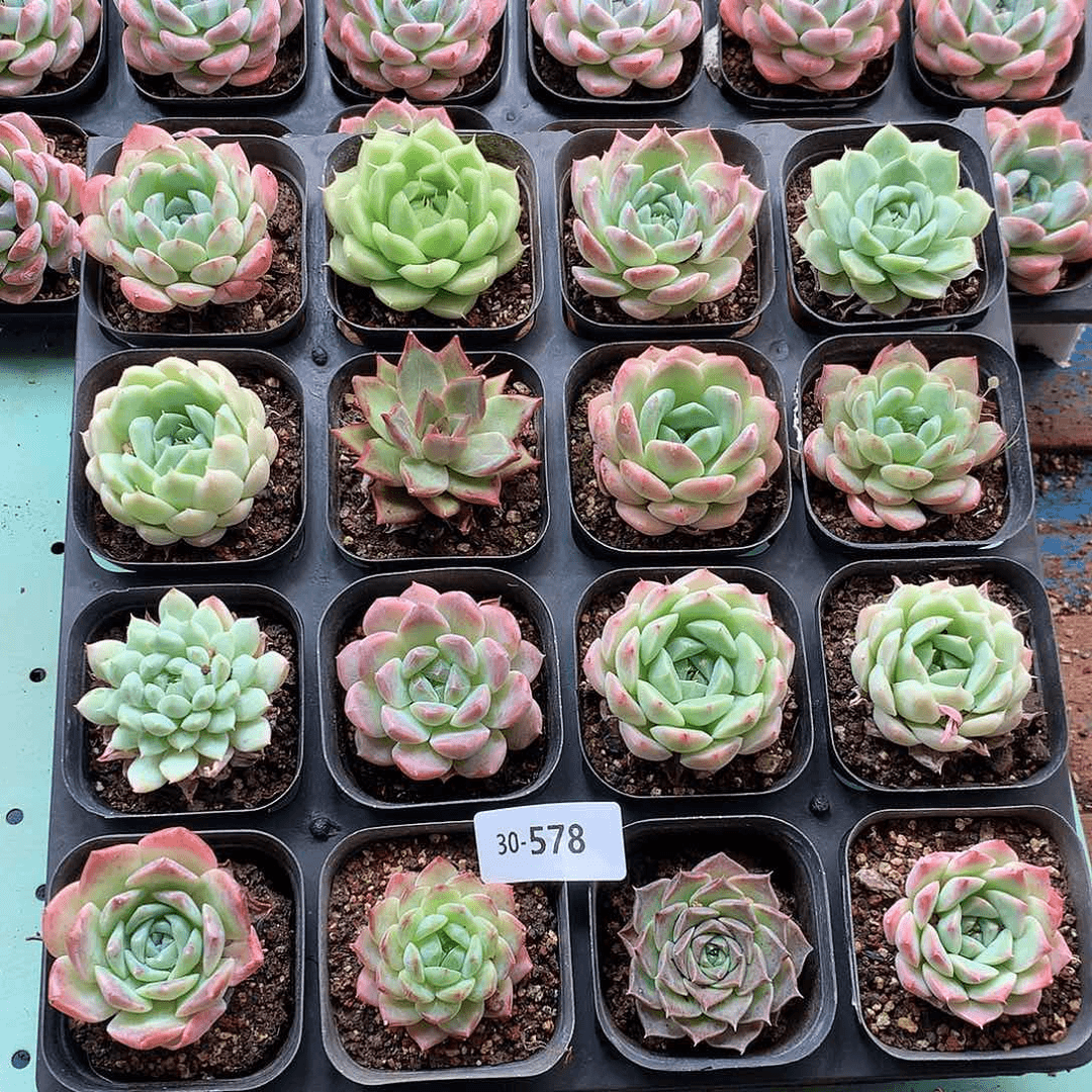 30-578一物一拍带盆土16颗