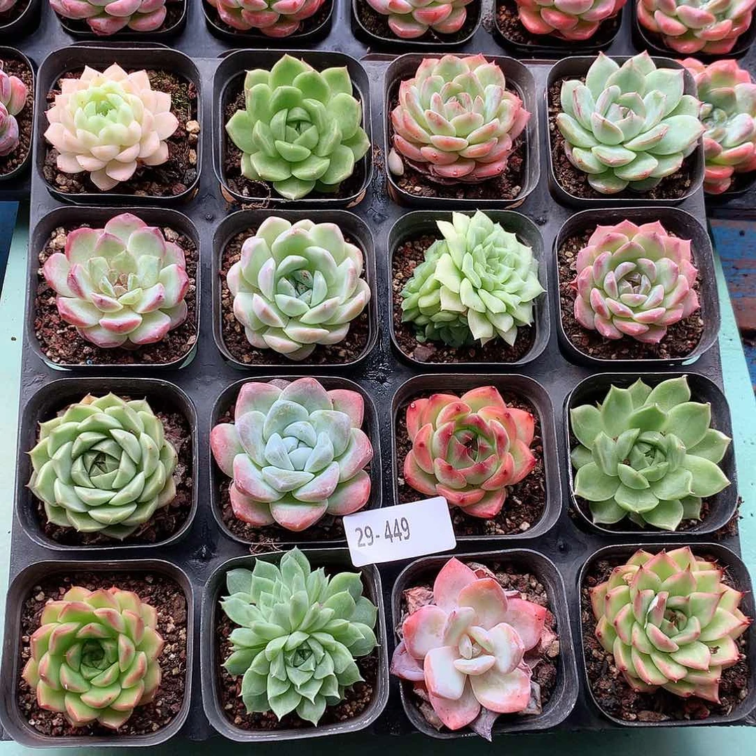 29-449一物一拍带盆土16颗