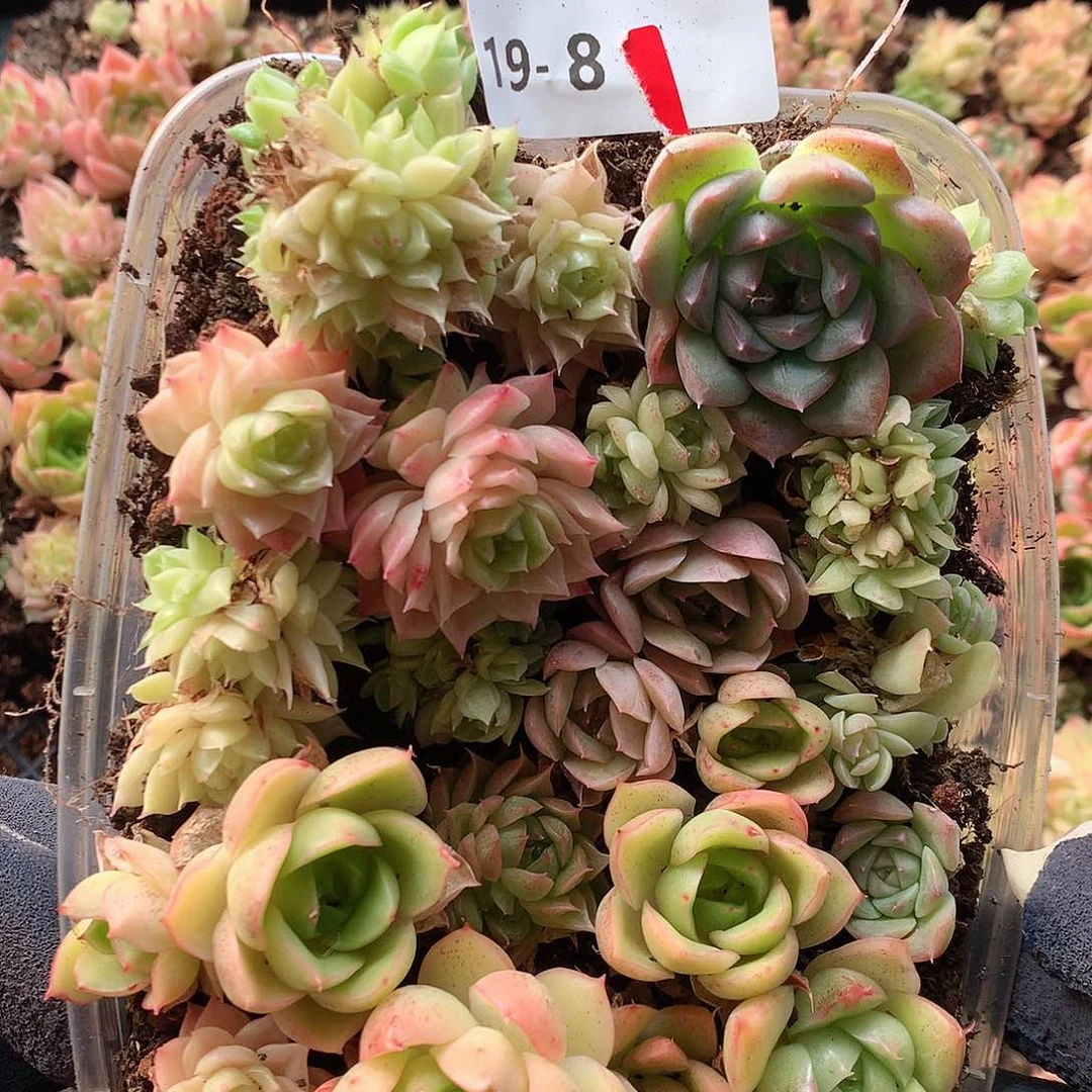 19-8一物一拍切糕