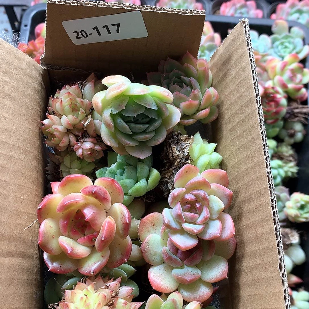 20-117一物一拍脱土20-30颗
