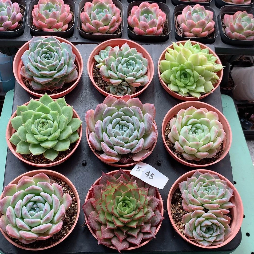 5-45一物一拍带盆9颗