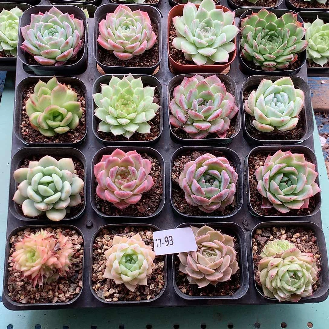 17-93一物一拍带盆16颗