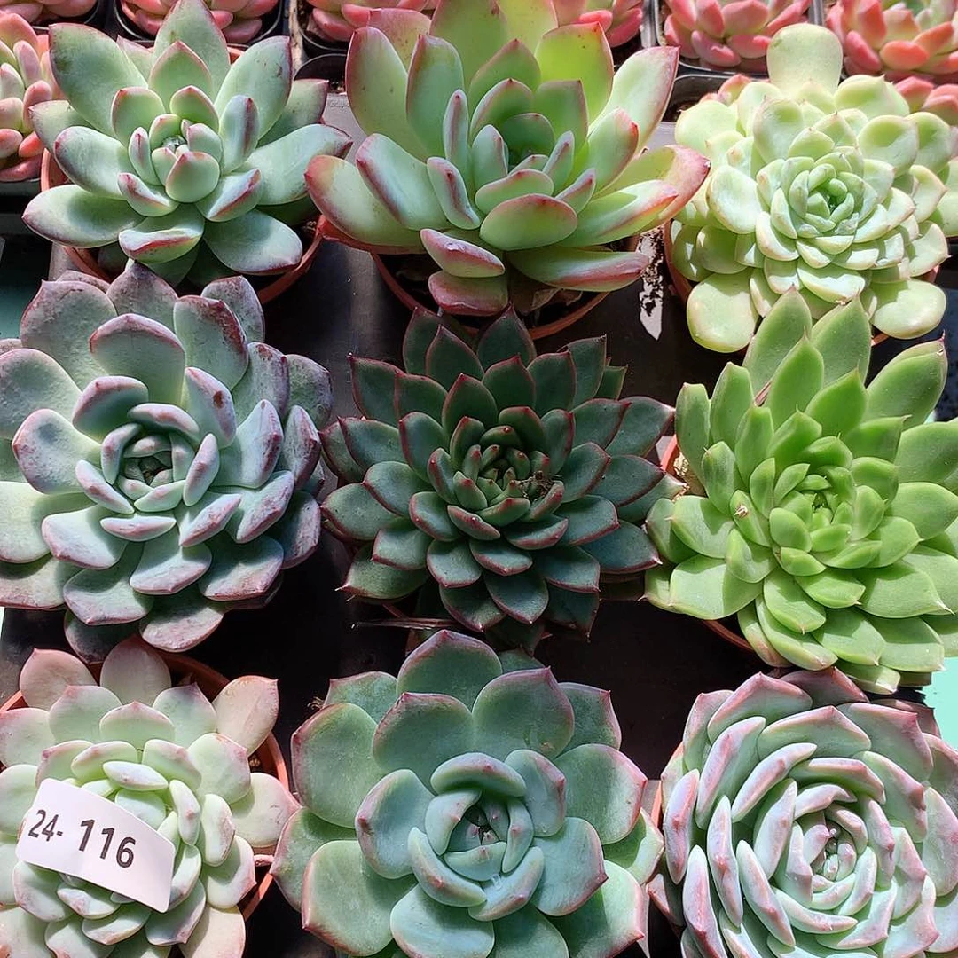 24-116一物一拍带盆9颗