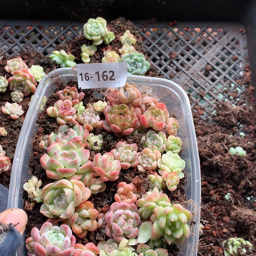 16-162一物一拍切糕