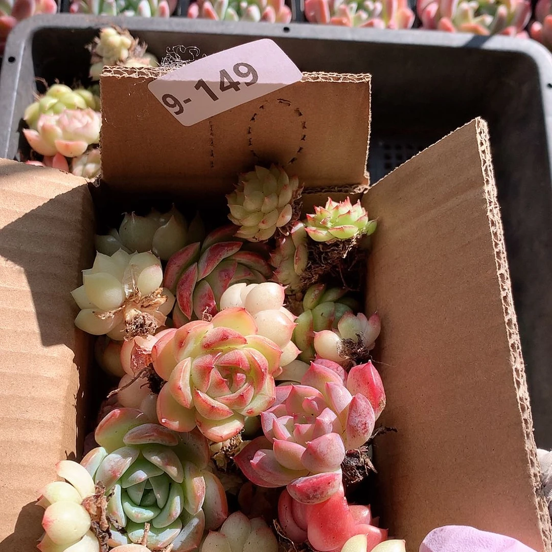 9-149一物一拍脱土20-30颗