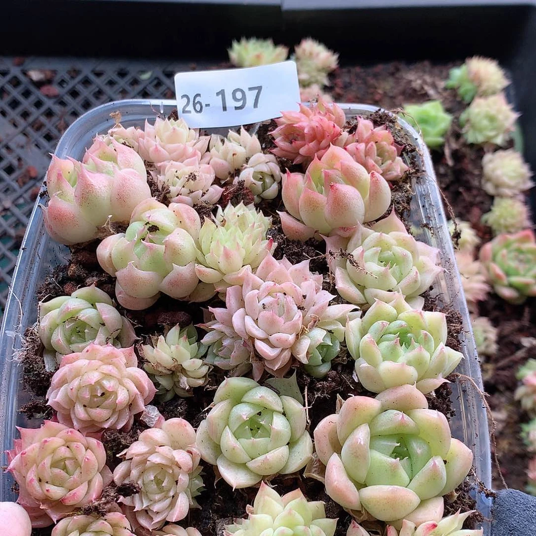 26-197一物一拍切糕