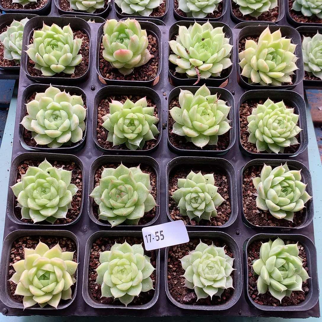 17-55一物一拍带盆16颗