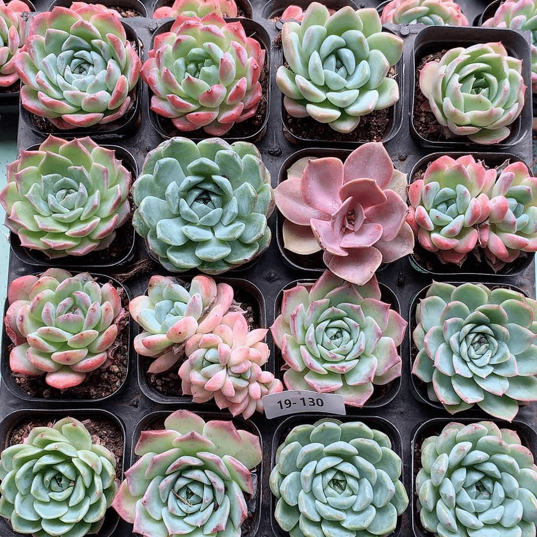 19-130 一物一拍带盆土