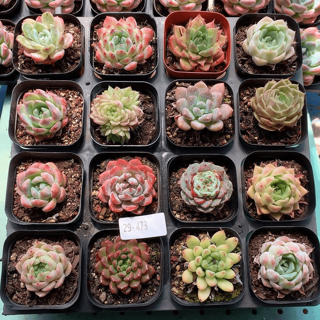 29/473一物一拍带盆16颗