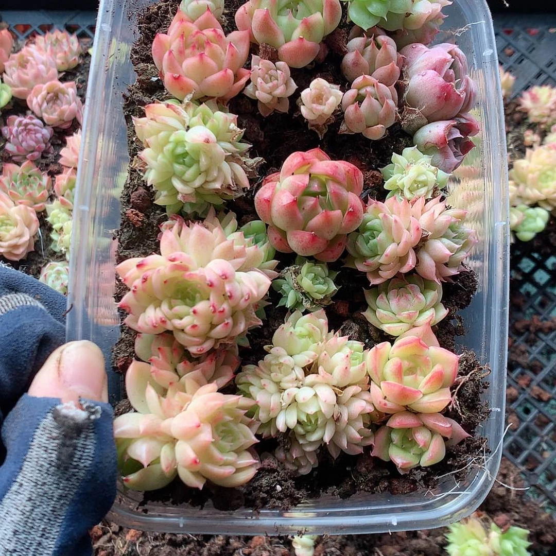 19-4一物一拍切糕