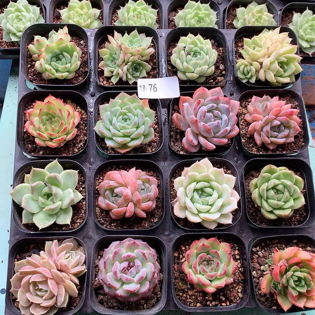 18-76一物一拍带盆16颗