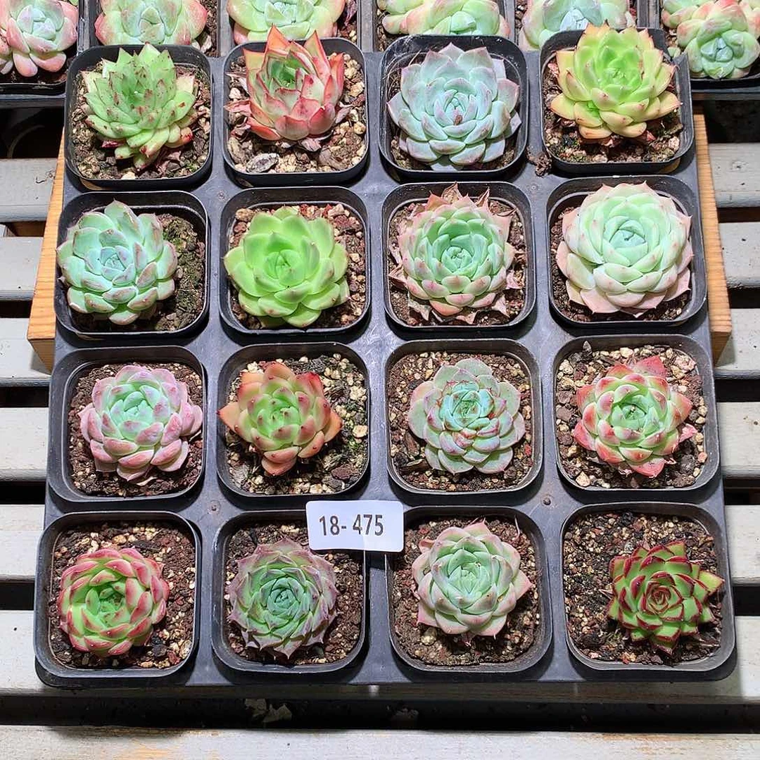 18-475一物一拍带盆16颗