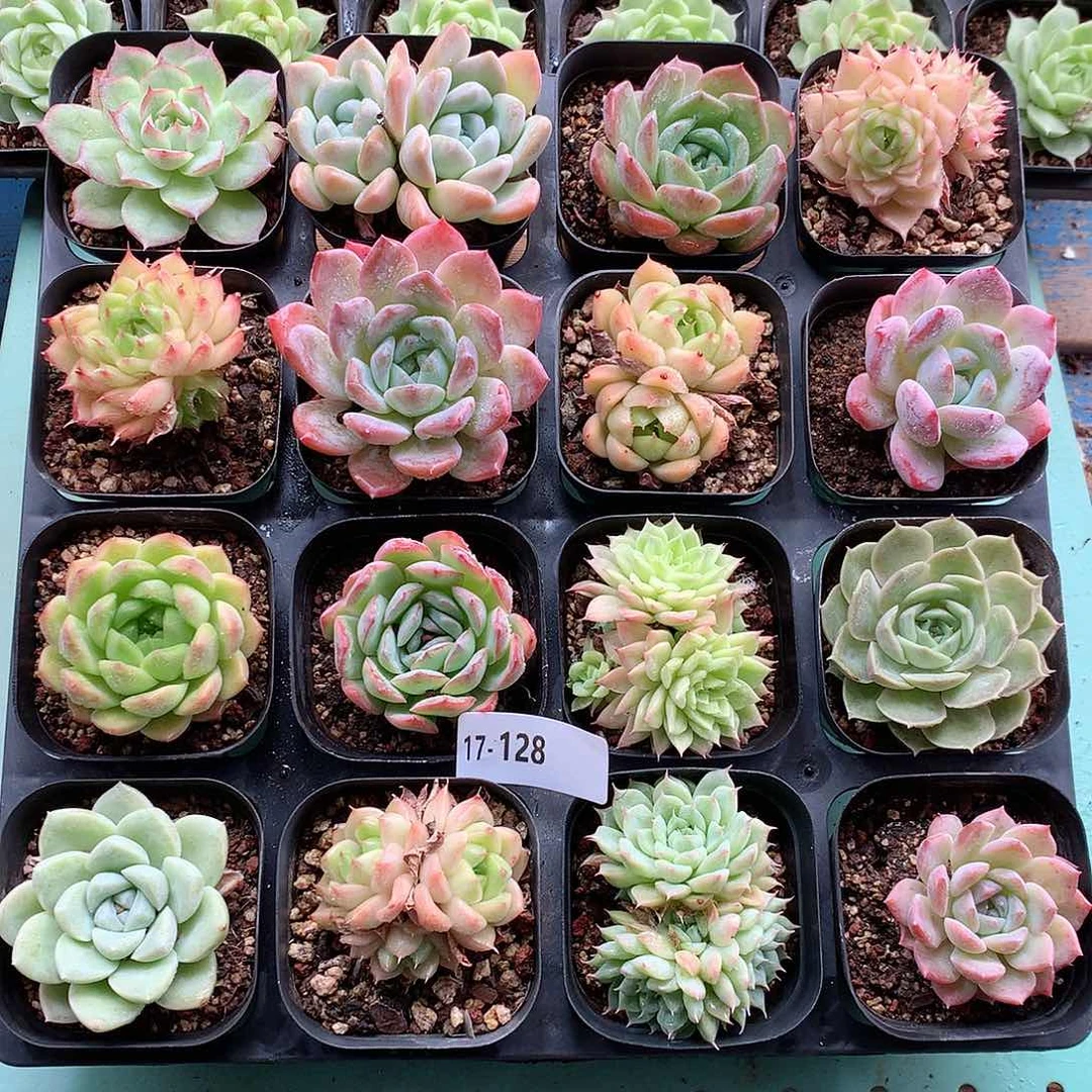 17-128一物一带盆16颗