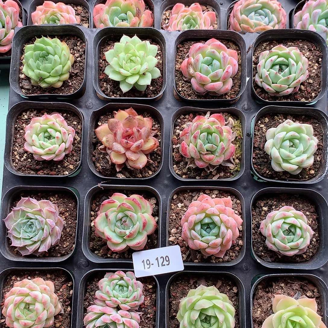 19-129 一物一拍带盆土