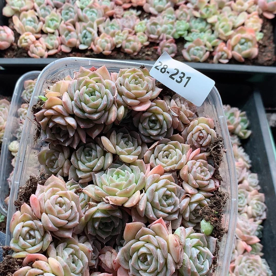 28-231一物一拍切糕