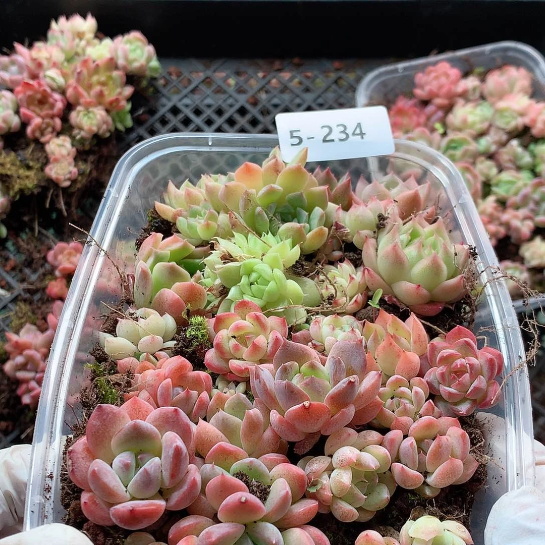 5-234一物一拍切糕