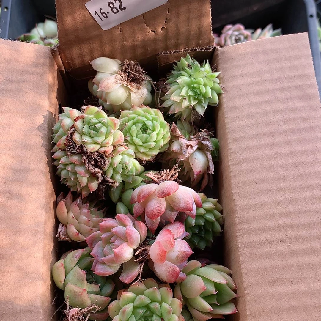 16-82一物一拍脱土发