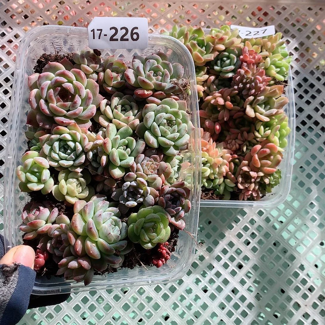 17-226一物一拍切糕