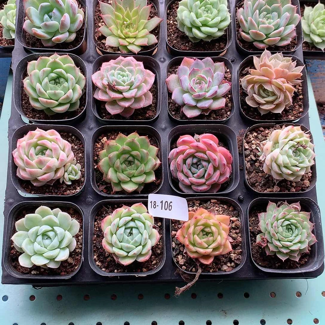 18-106一物一拍带盆16颗