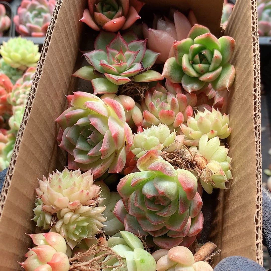 29-122一物一拍脱土