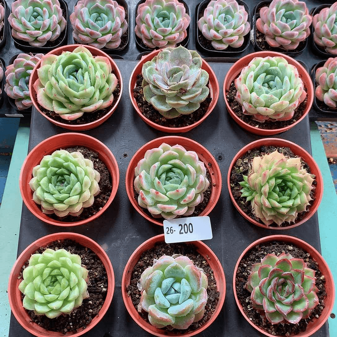 26-200一物一拍带盆9颗