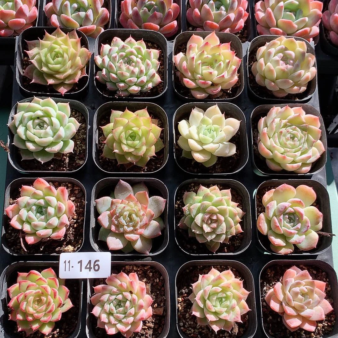 11-146一物一带带盆16颗