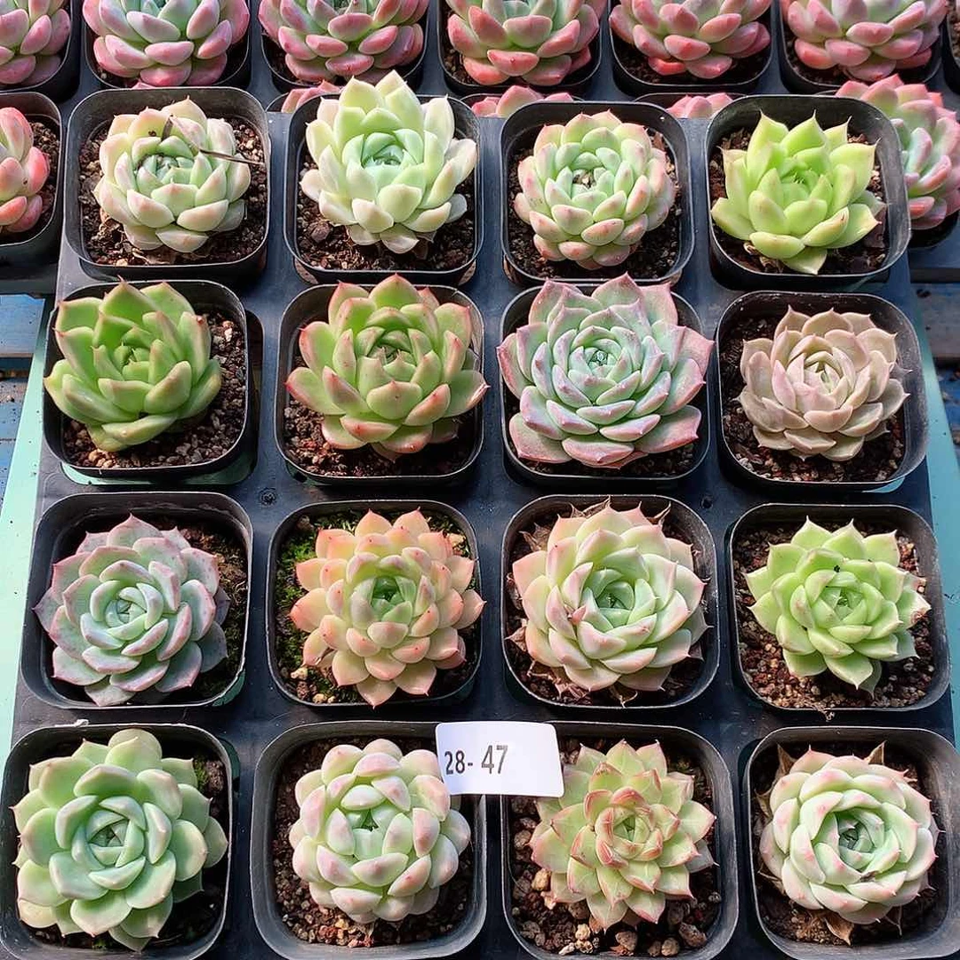 28-41一物一拍带盆16颗