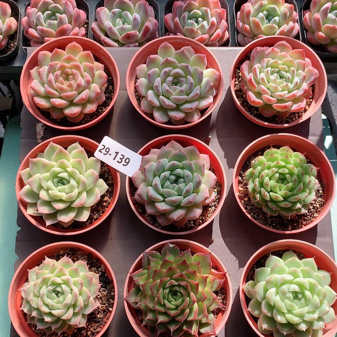 29-139一物一拍9颗带盆