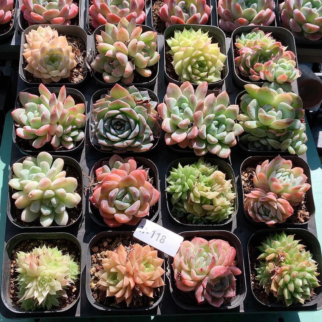 27-118一物一拍带盆16颗