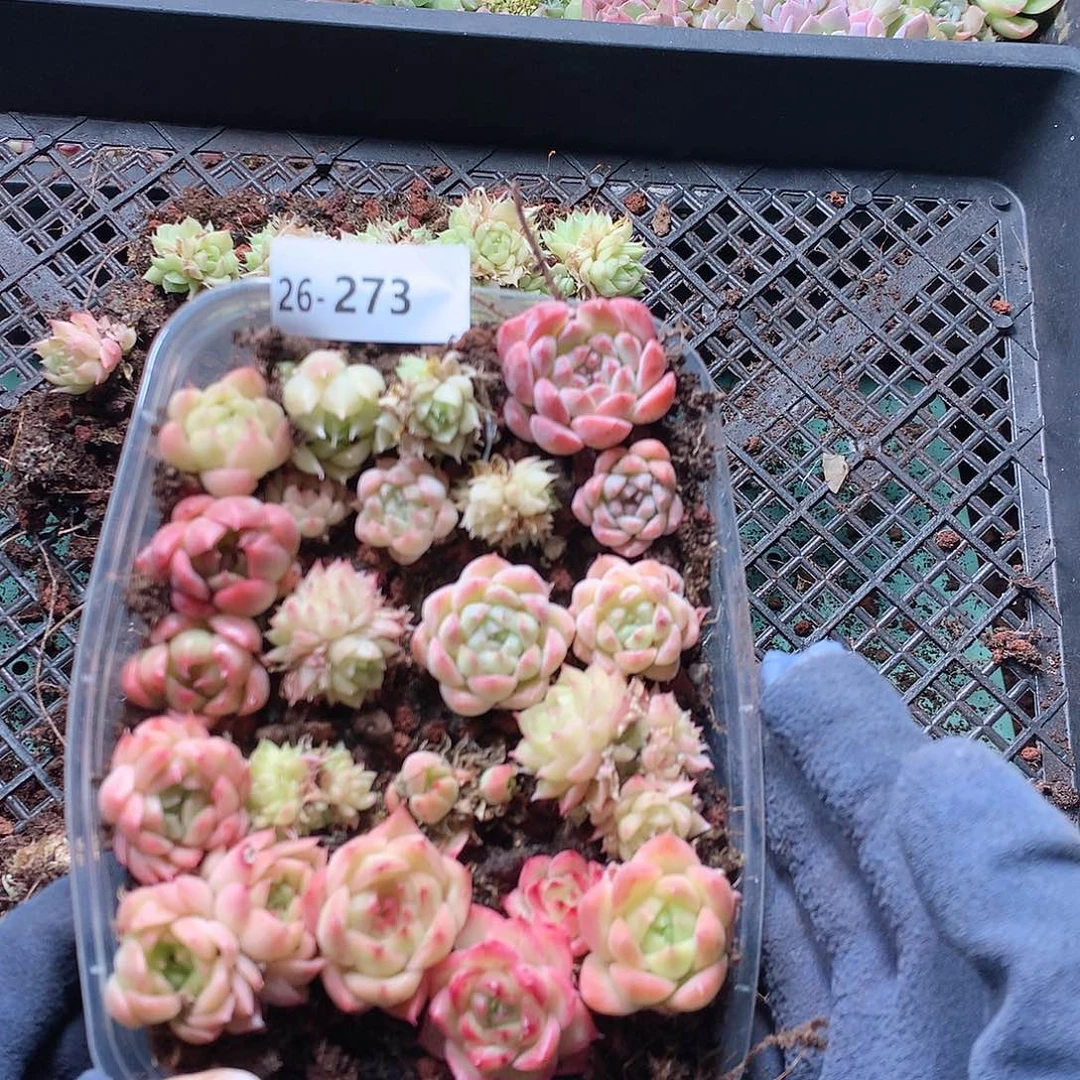 26-273一物一拍切糕