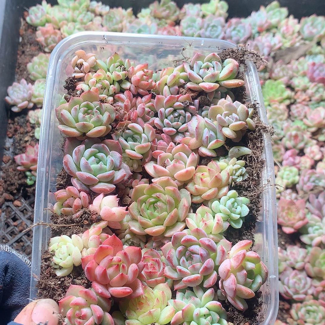23-量拍切糕品质保证