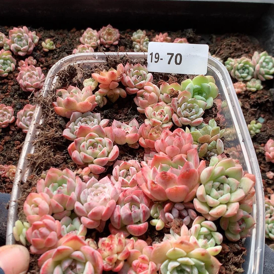 19-70一物一拍切糕