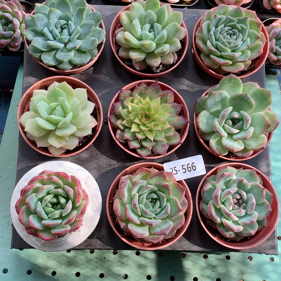 25-566一物一拍带盆9颗