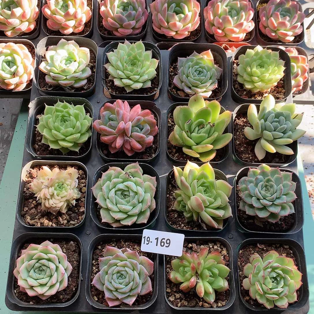 19-169一物一拍带盆16颗