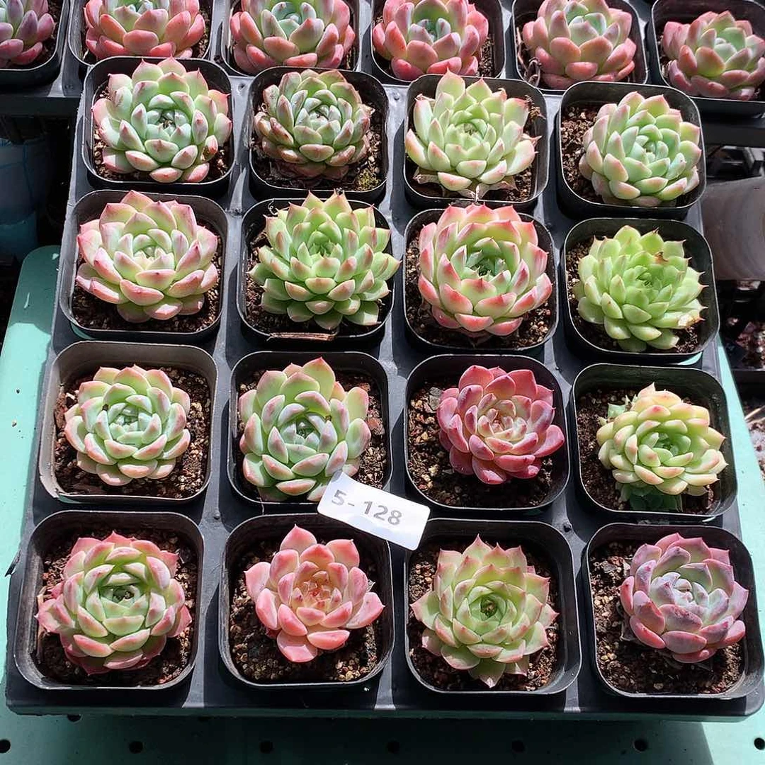 5-128一物一拍带盆16颗