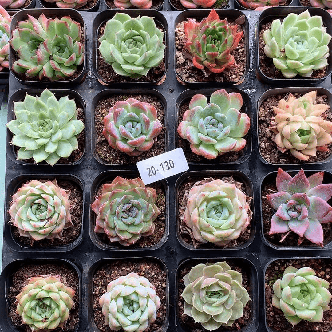 20-130一物一拍带盆土9颗