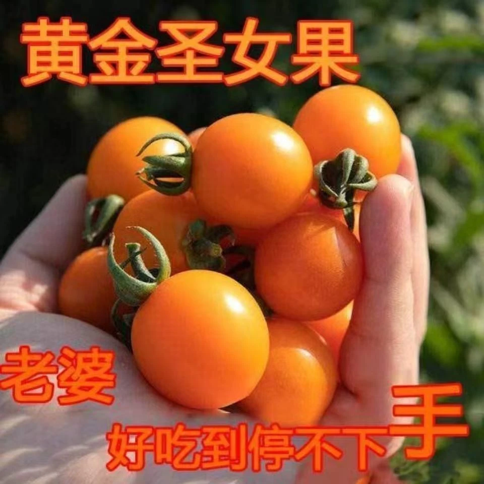 现摘黄金圣女果夏日阳光新鲜番茄应季水果孕妇水果非千禧
