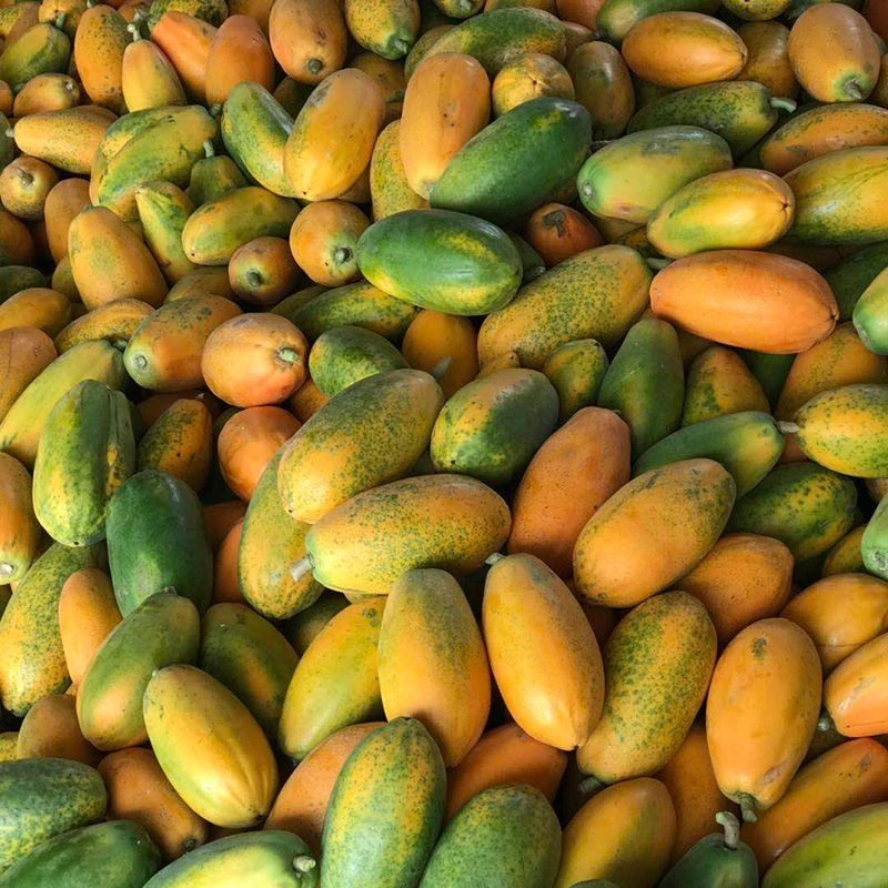 【树上自然熟】正宗冰糖红心牛奶木瓜超甜红心水果木瓜新鲜现摘包邮