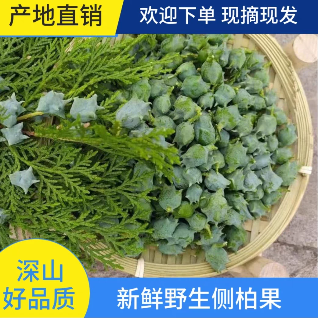 野生新鲜侧柏子柏树籽侧柏果乌发生发助眠枕头柏子香中药材可香薰