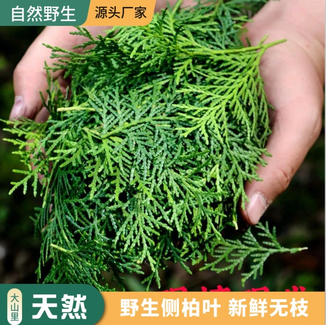 现摘野生新鲜侧柏叶扁柏叶柏树叶枝洗发泡酒熏肉防脱洗头养发