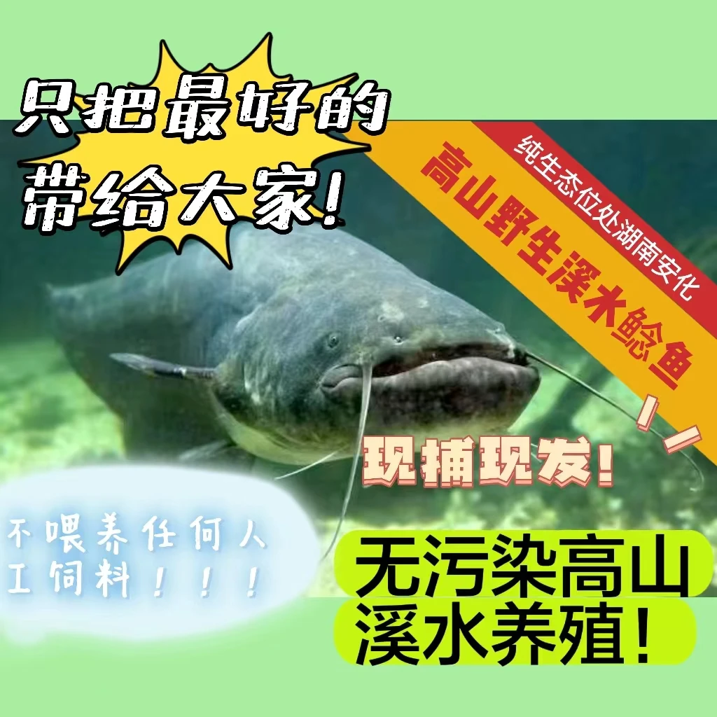 高山溪水生态野生鲶鱼（现捕现发！！！）