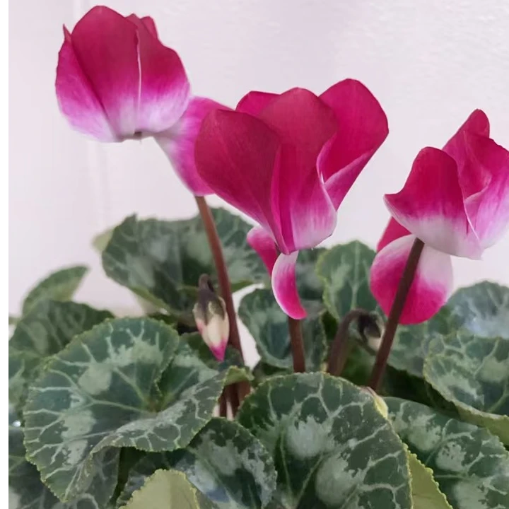 大盆爆花仙客来室内观赏花卉